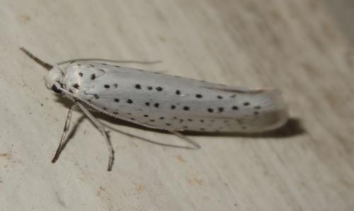 Yponomeuta evonymella